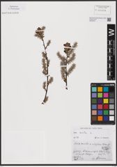 Foto von Salix aurita L.
